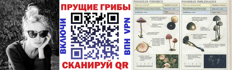 ссылка на мегу рабочий сайт  Обь  Галлюциногенные грибы мицелий 